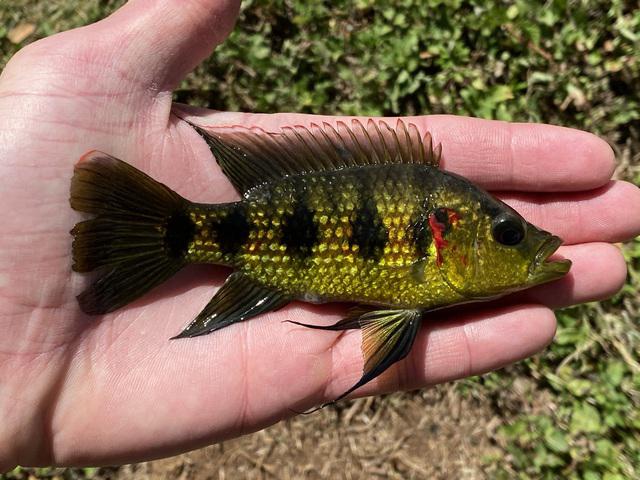 banded jewel cichlid